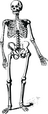 skeleton